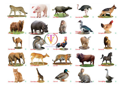 Chủ đề: Thế giới động vật. Khối Lá. NH:2025 - 2026