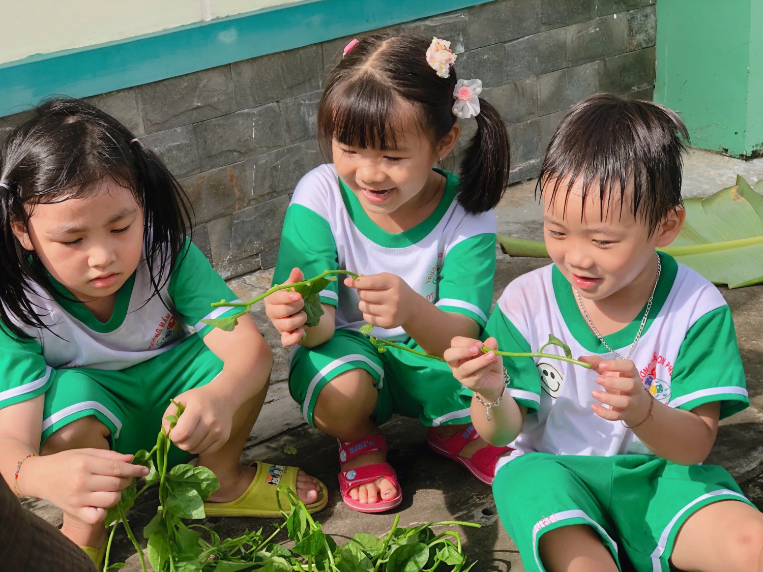 Hoạt động thu hoạch rau của các bé lớp Lá 1