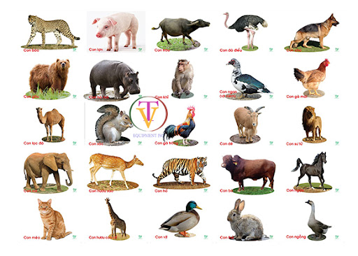 Chủ đề: Thế giới động vật. Khối Lá. NH:2025 - 2026